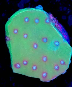 Wysiwyg Pagoda Cup Coral Frag [F55]