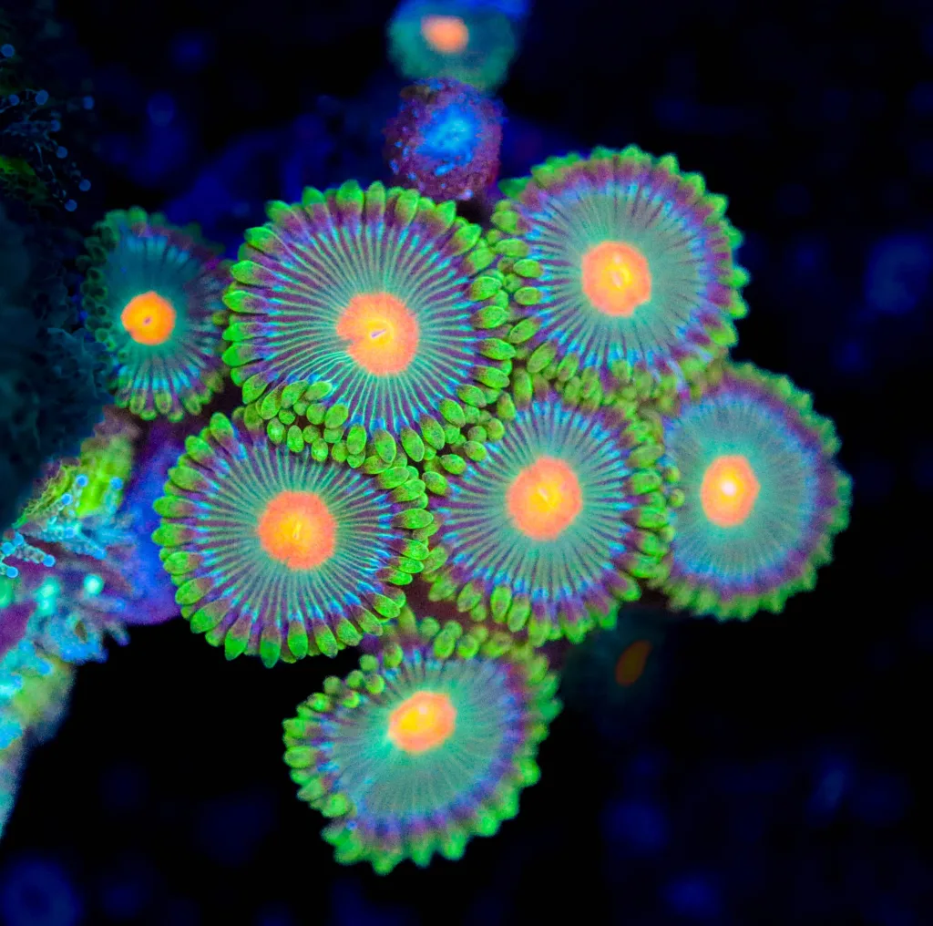 Frag Box Corals