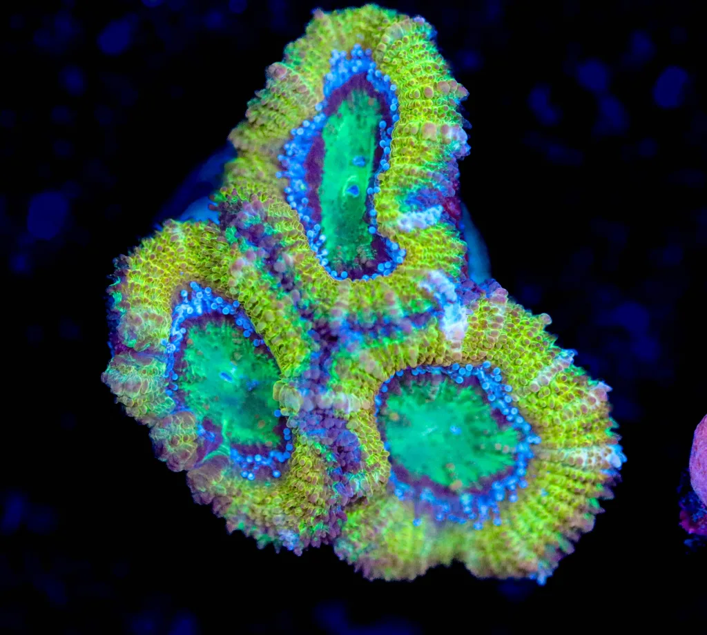 Frag Box Corals