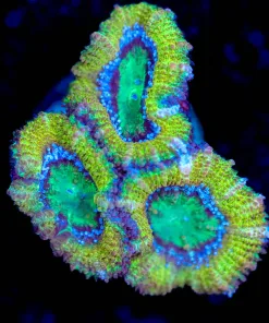 Wysiwyg Acan Frag [F62]