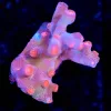 Wysiwyg Branching Red Cyphastrea Coral Frag [F63]