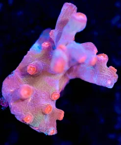 Wysiwyg Branching Red Cyphastrea Coral Frag [F63]