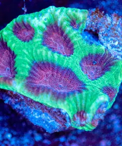 Wysiwyg Small Favia Frag [F70]