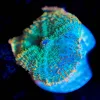 Wysiwyg Mushroom Frag [F86]