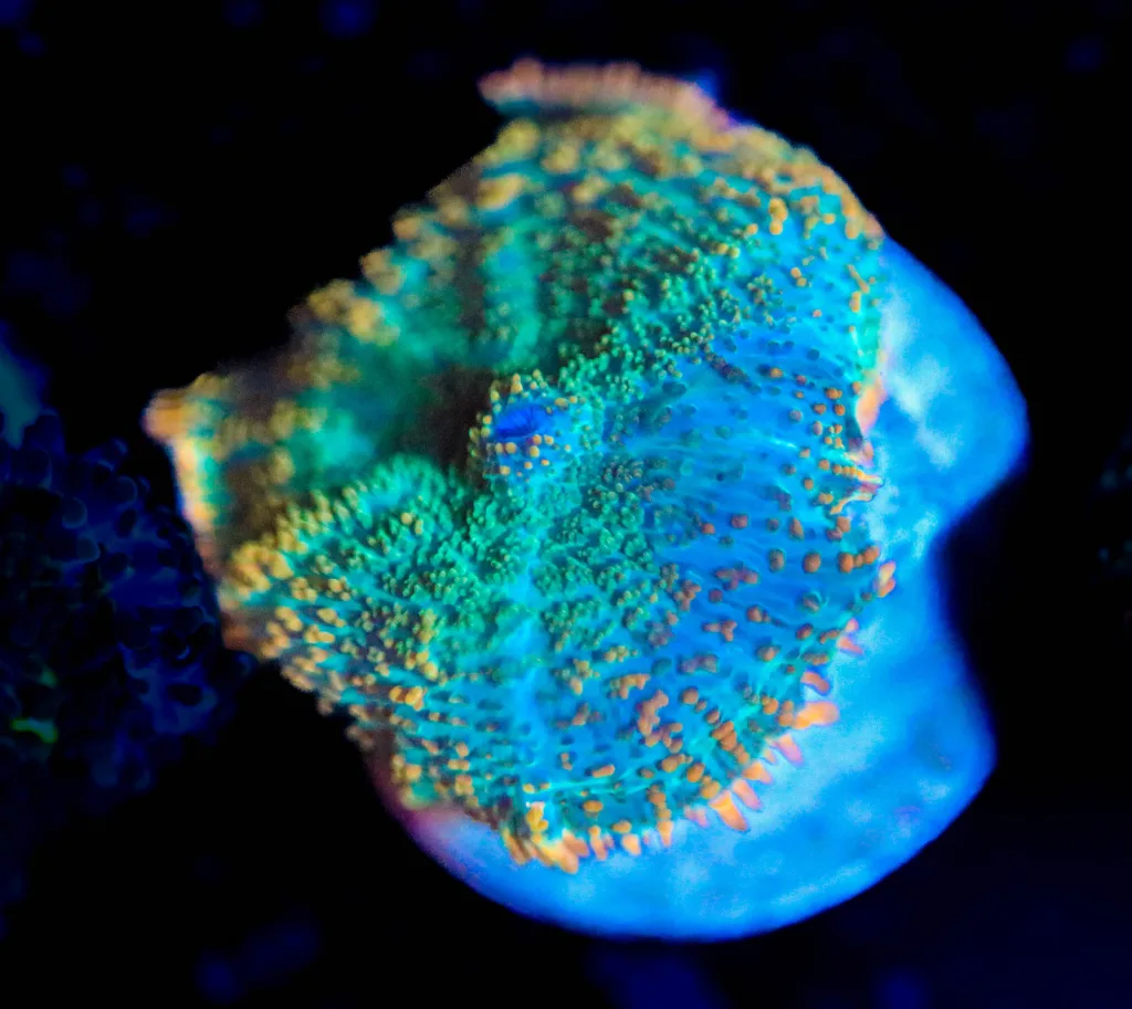 Frag Box Corals