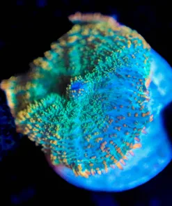 Wysiwyg Mushroom Frag [F86]