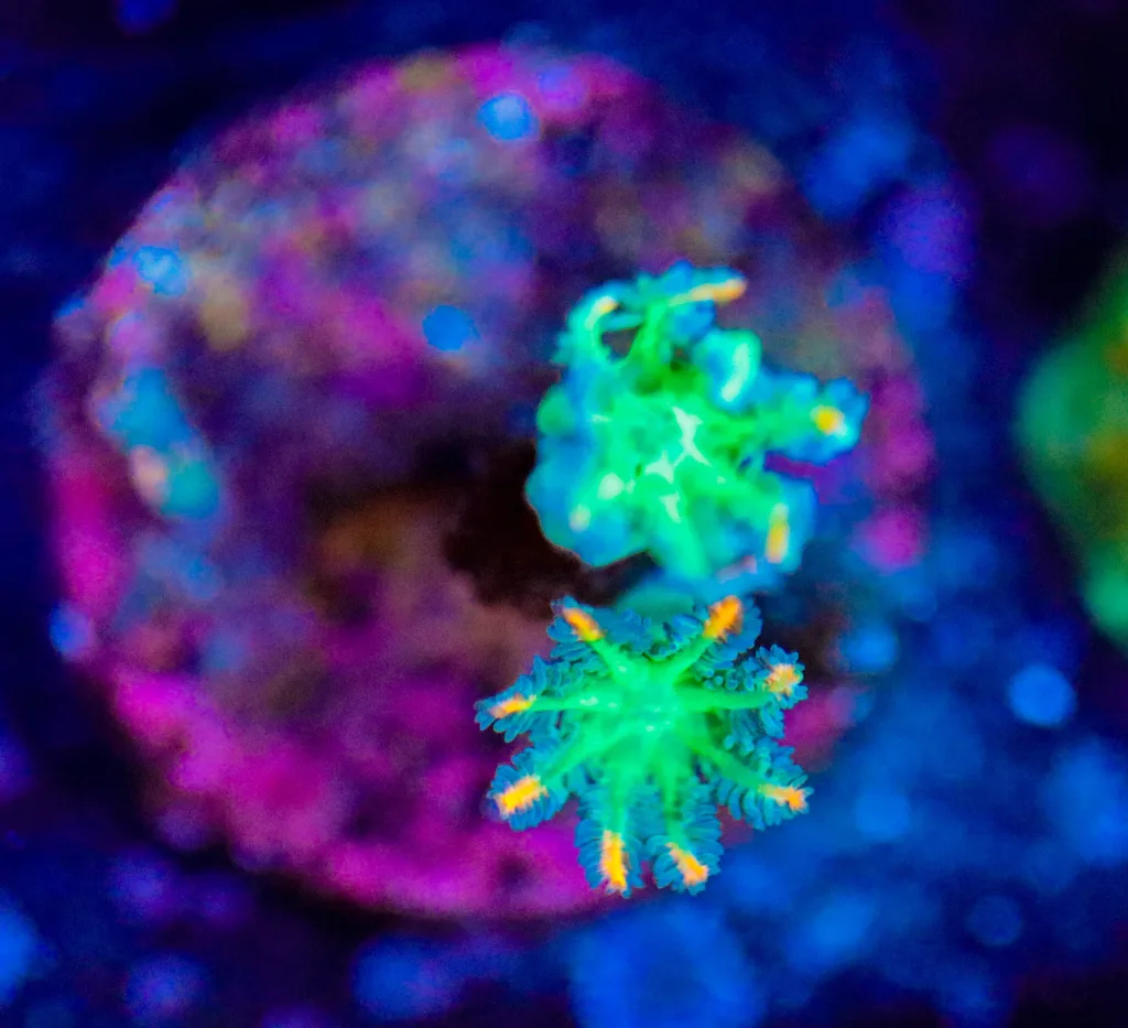 Frag Box Corals