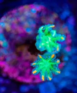 Wysiwyg Clove Polyp Frag [F89]