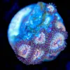 Wysiwyg Zoanthid Frag [F102] * Free shipping ! Minimum $199 livestock spend*