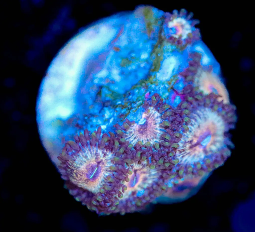 Frag Box Corals