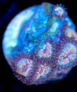 Wysiwyg Zoanthid Frag [F102] * Free shipping ! Minimum $199 livestock spend*