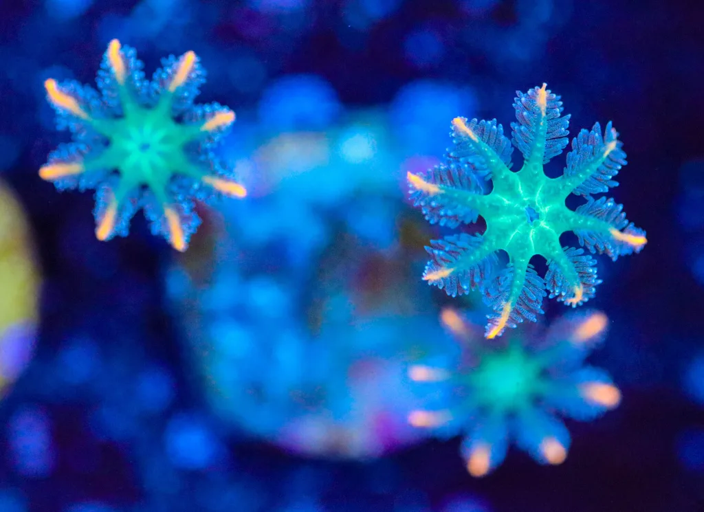 Frag Box Corals