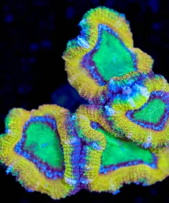 Wysiwyg Golden Frag [F106]