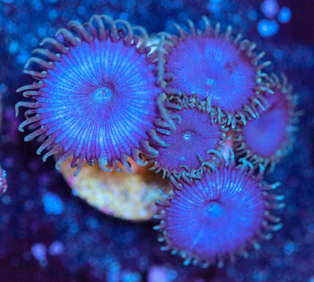 Frag Box Corals