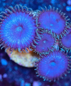 Wysiwyg Purple Death Zoanthid Frag x5  [F111]