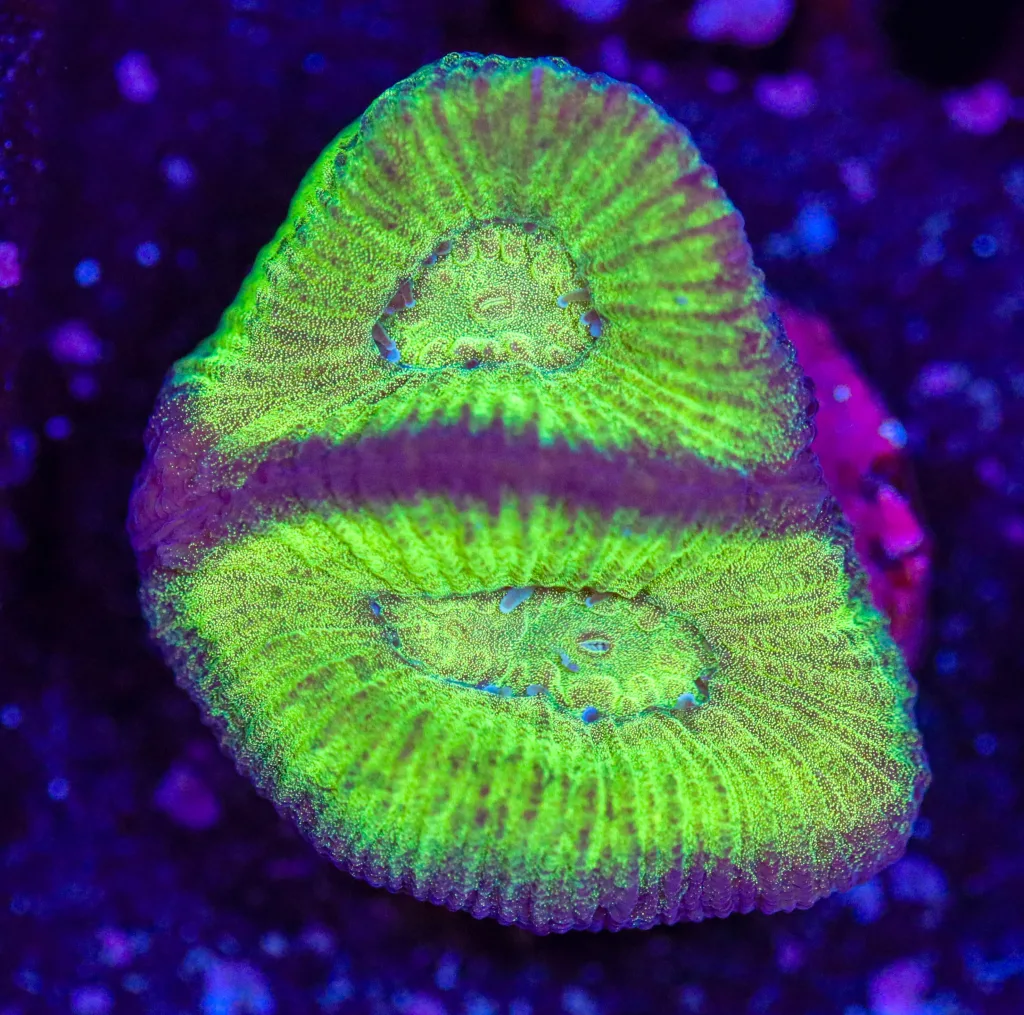 Frag Box Corals
