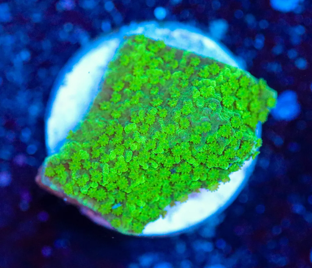 Frag Box Corals