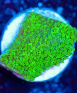 Wysiwyg Montipora Frag [F117]