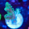 Wysiwyg Small Green Birdsnest Frag [F122]