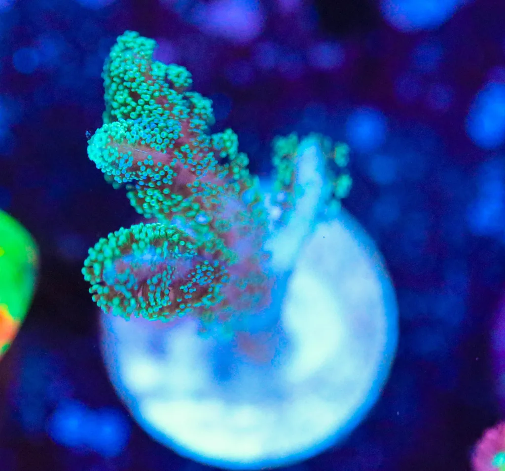 Frag Box Corals