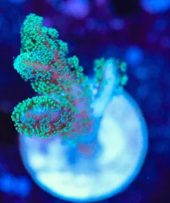 Wysiwyg Small Green Birdsnest Frag [F122]