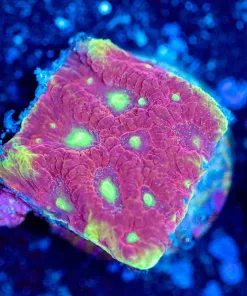 Wysiwyg Favia Coral Frag [F124]