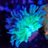 Wysiwyg Small Duncan Coral Frag [F127]