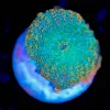 Wysiwyg Mushroom Coral Frag [F129]