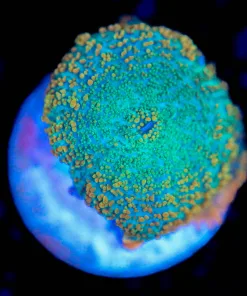 Wysiwyg Mushroom Coral Frag [F129]