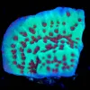 Wysiwyg Jedi Mind Trick Montipora Frag [F130]