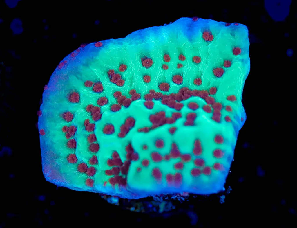 Frag Box Corals