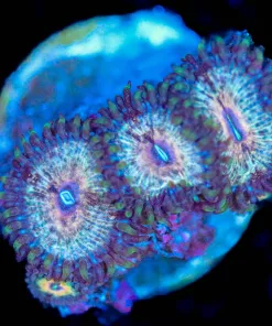 Wysiwyg Zoanthid Frag  [F135]