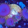 Wysiwyg Zoa Frag [F140]