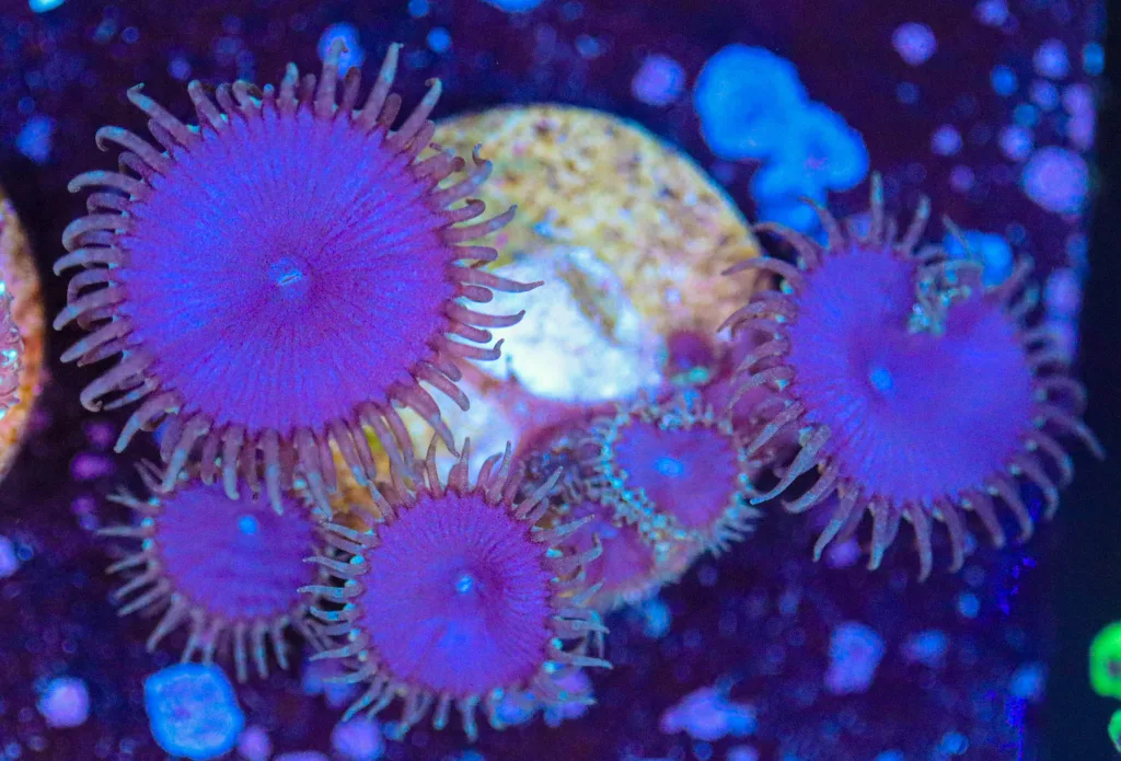 Frag Box Corals