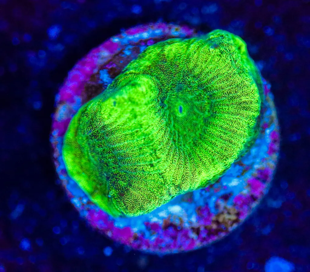 Frag Box Corals