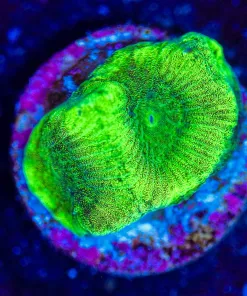 Wysiwyg Tiny Green Favia Frag [F142]