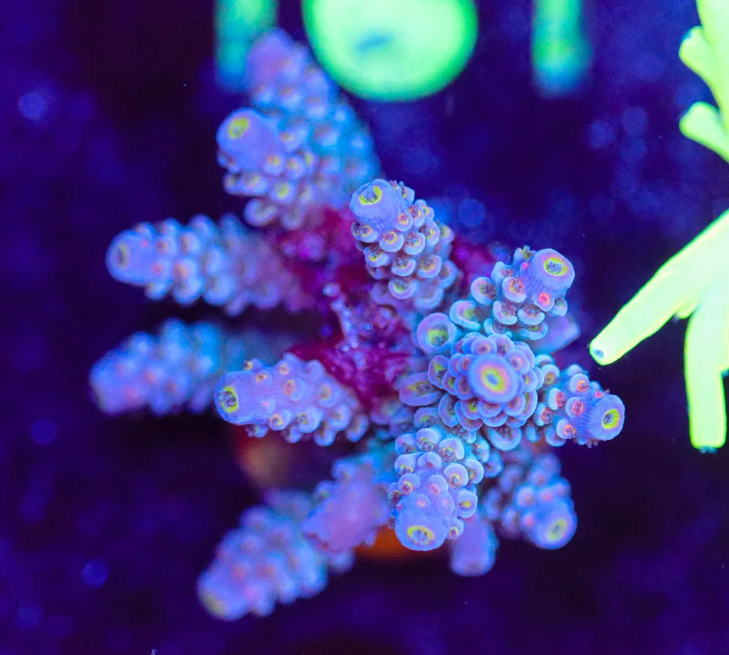 Frag Box Corals