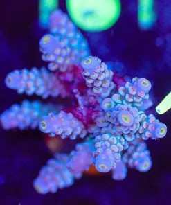 Wysiwyg Large Acropora Frag [F156]