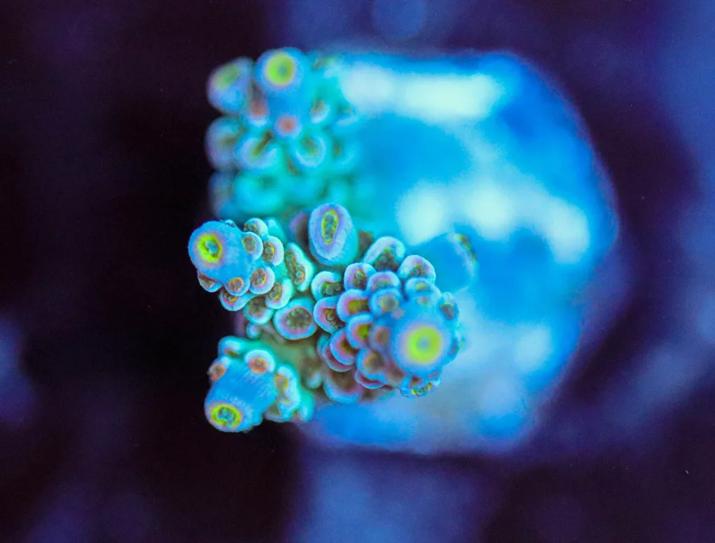 Frag Box Corals