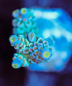 Wysiwyg Acropora Tenuis Frag [F165]