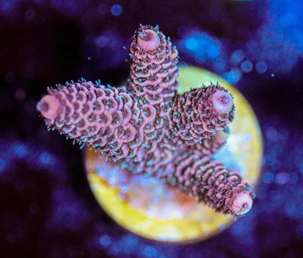 Frag Box Corals