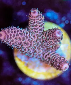 Wysiwyg Acropora Millepora Frag [F171]
