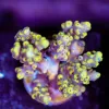 Wysiwyg Acropora Frag [F182]