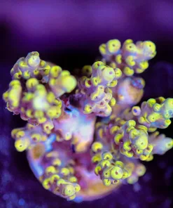 Wysiwyg Acropora Frag [F182]
