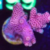 Wysiwyg Acropora Millepora Frag [F194] *Free shipping ! minimum $199 livestock spend*