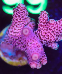 Wysiwyg Acropora Millepora Frag [F194] *Free shipping ! minimum $199 livestock spend*