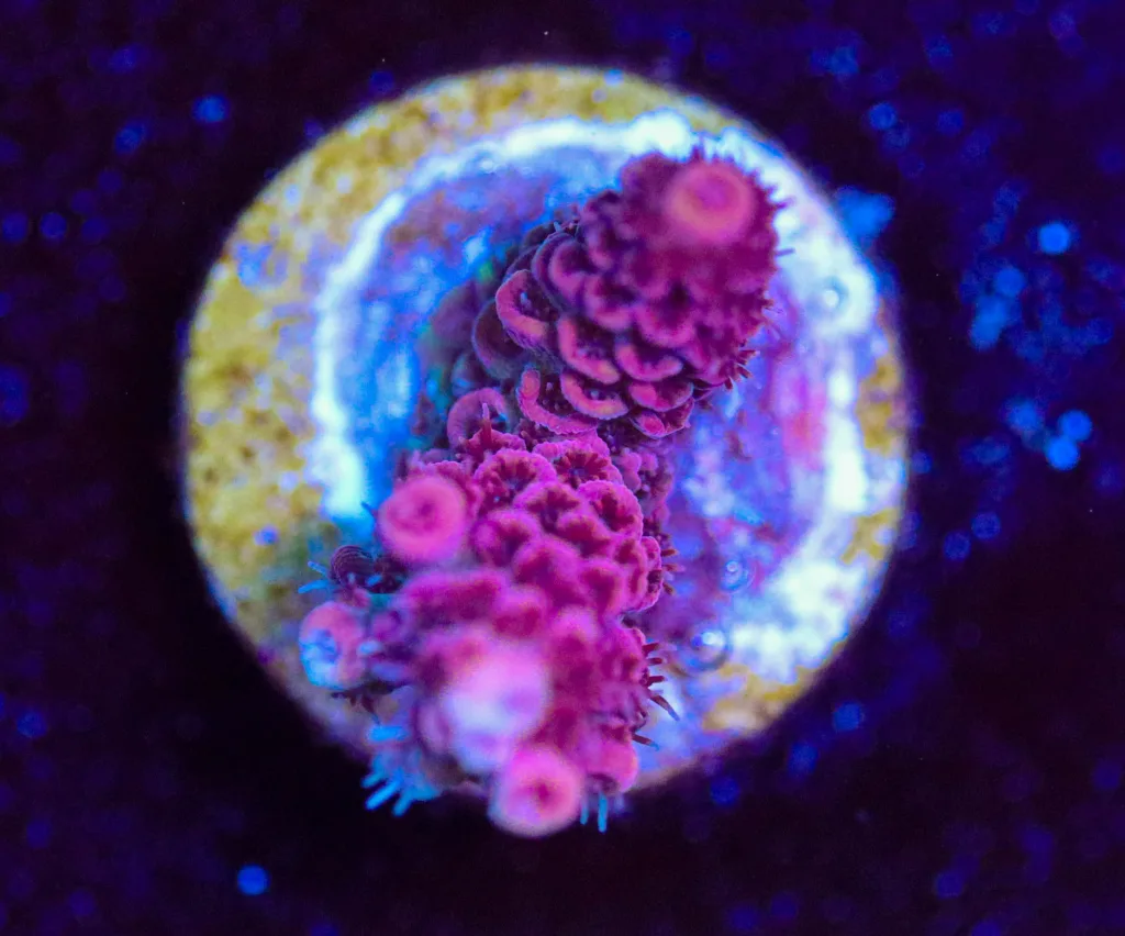 Frag Box Corals