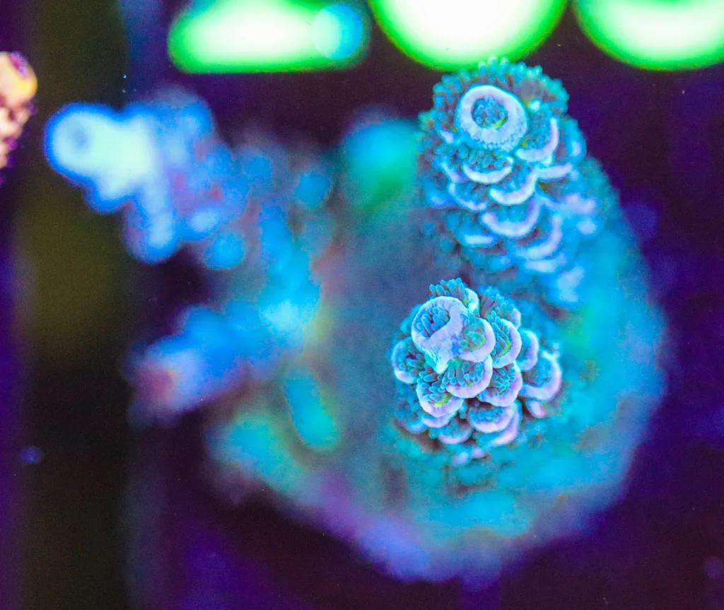 Frag Box Corals