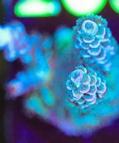 Wysiwyg Fuzzy Blue Australian Acropora Frag [F198]