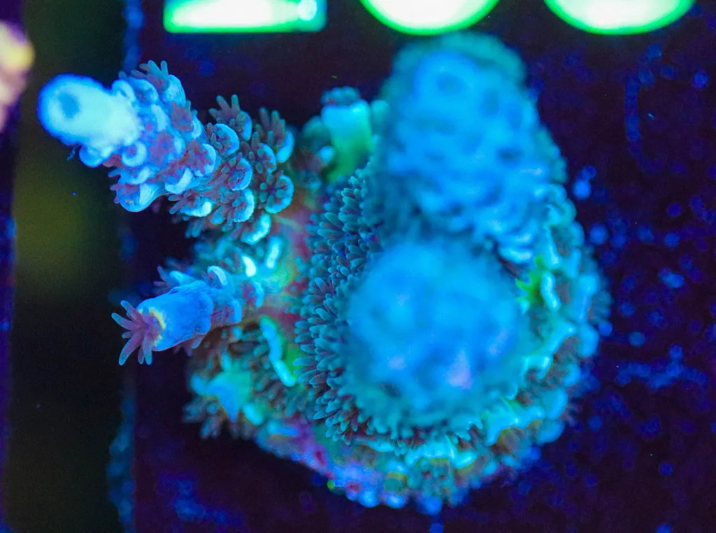 Frag Box Corals